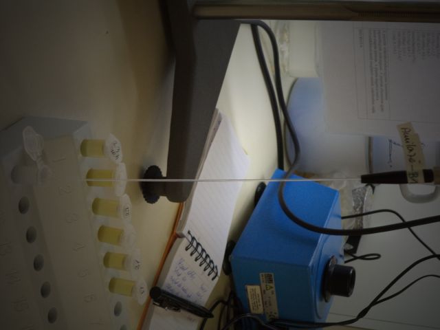 bioethanol activities