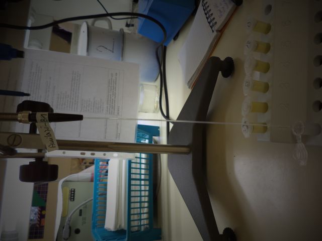 bioethanol activities